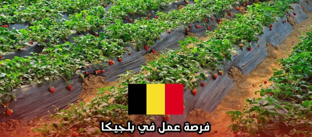 صورة حقل فراولة وعلم بلجيكا | توظيف قاطفي وغارسي فراولة موسمي في مير ببلجيكا (Ryvers Aardbeien).
