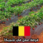 صورة حقل فراولة وعلم بلجيكا | توظيف قاطفي وغارسي فراولة موسمي في مير ببلجيكا (Ryvers Aardbeien).
