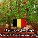 حقل فواكه في بلجيكا، وظيفة جامع فواكه موسمي، الفرص الدولية، الراتب التنافسي الأوروبي، الهجرة للعمل في الزراعة.