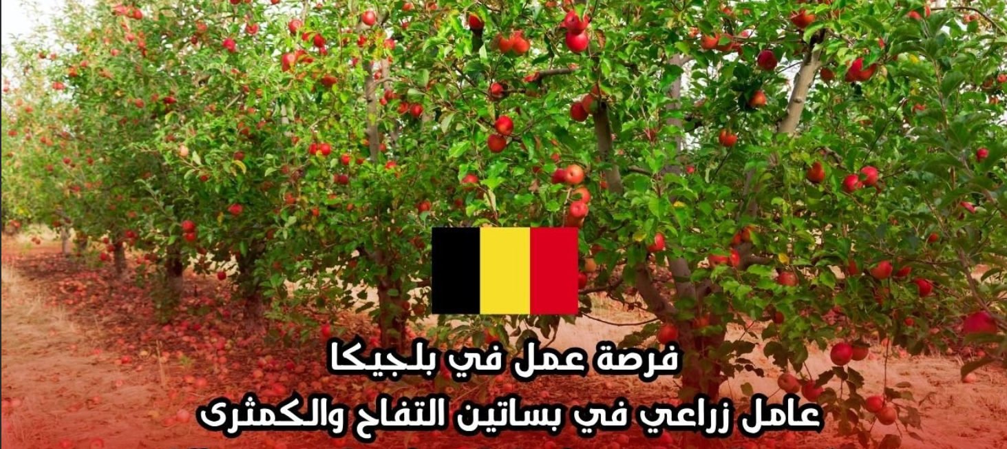 حقل فواكه في بلجيكا، وظيفة جامع فواكه موسمي، الفرص الدولية، الراتب التنافسي الأوروبي، الهجرة للعمل في الزراعة.